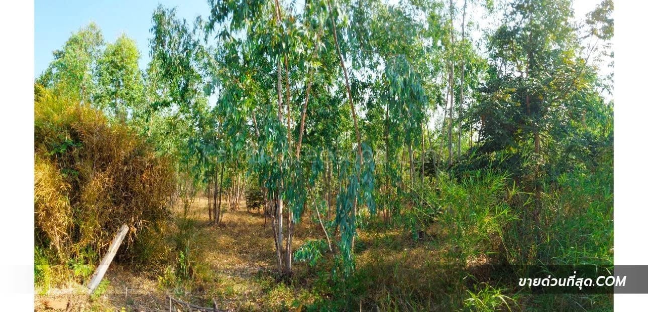 Land For Sale ประสุข, ชุมพวง, นครราชสีมา — photo 1