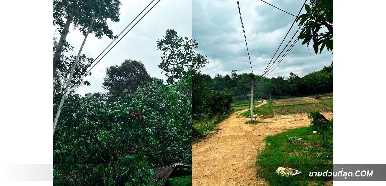 ที่ดินขาย ฝายหลวง ลับแล อุตรดิตถ์ — รูปที่ 1