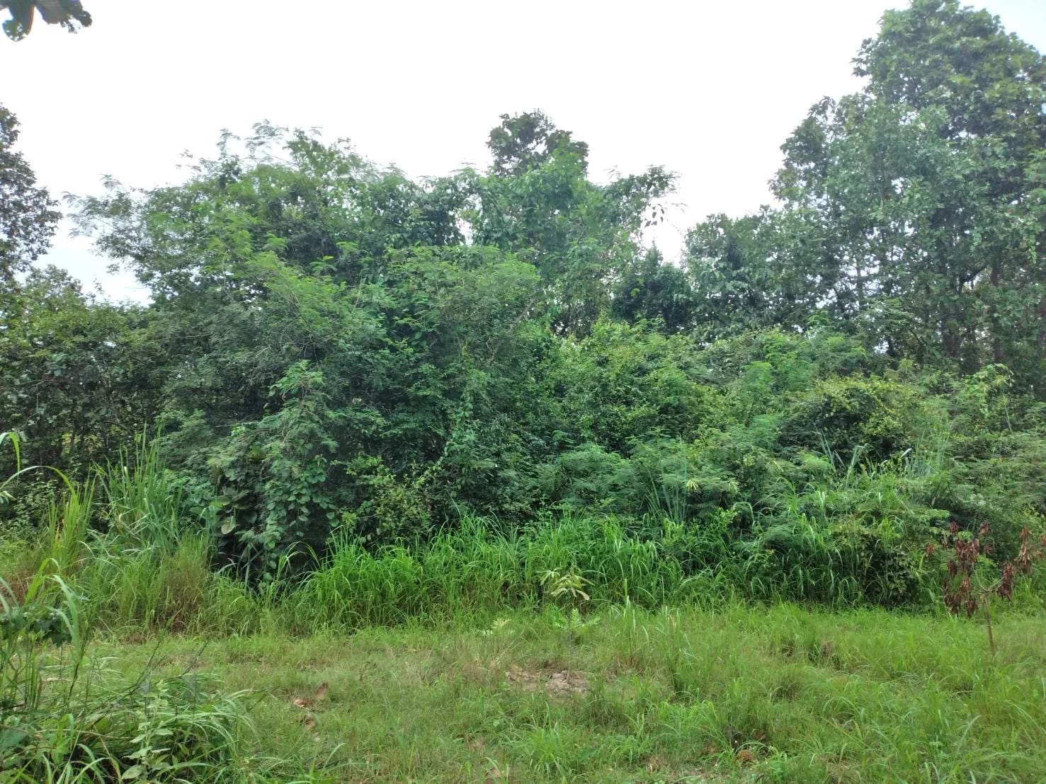 Land For Sale ปงยางคก, ห้างฉัตร, ลำปาง — photo 1