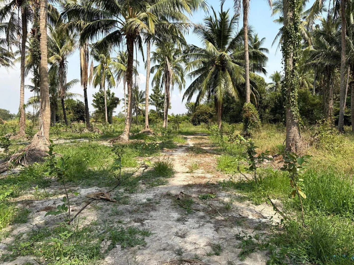 Land For Sale ดอนขุนห้วย, ชะอำ, เพชรบุรี — photo 1