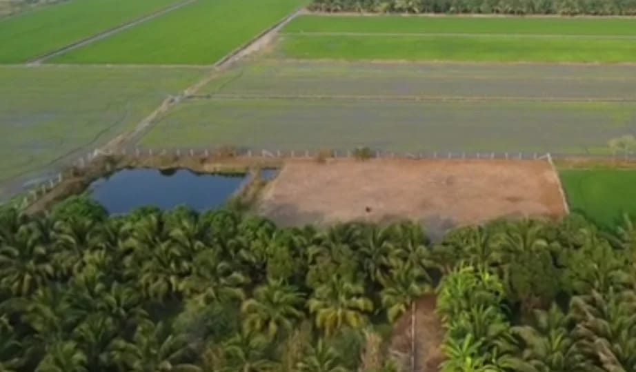 Land For Sale บางภาษี, บางเลน, นครปฐม — photo 1