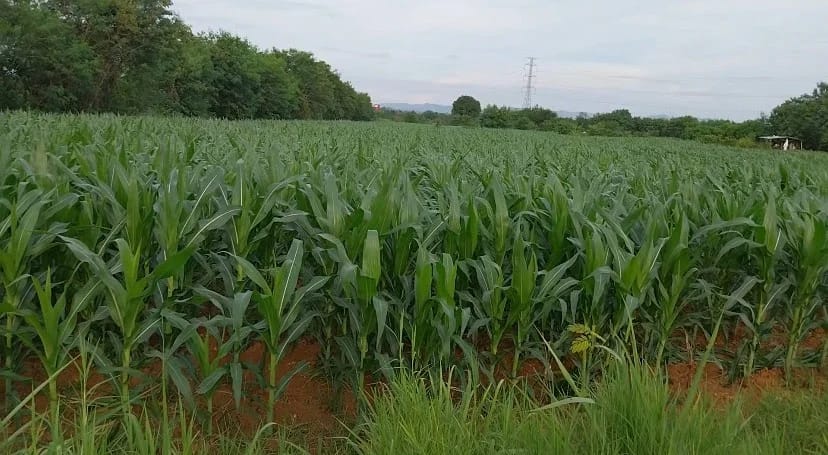 Land For Sale หนองน้ำแดง, ปากช่อง, นครราชสีมา — photo 1