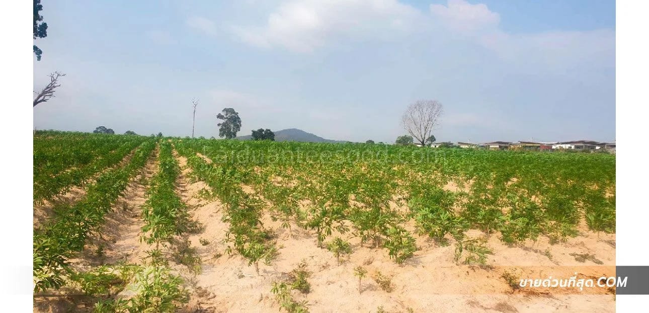 Land For Sale บึง, ศรีราชา, ชลบุรี — photo 1