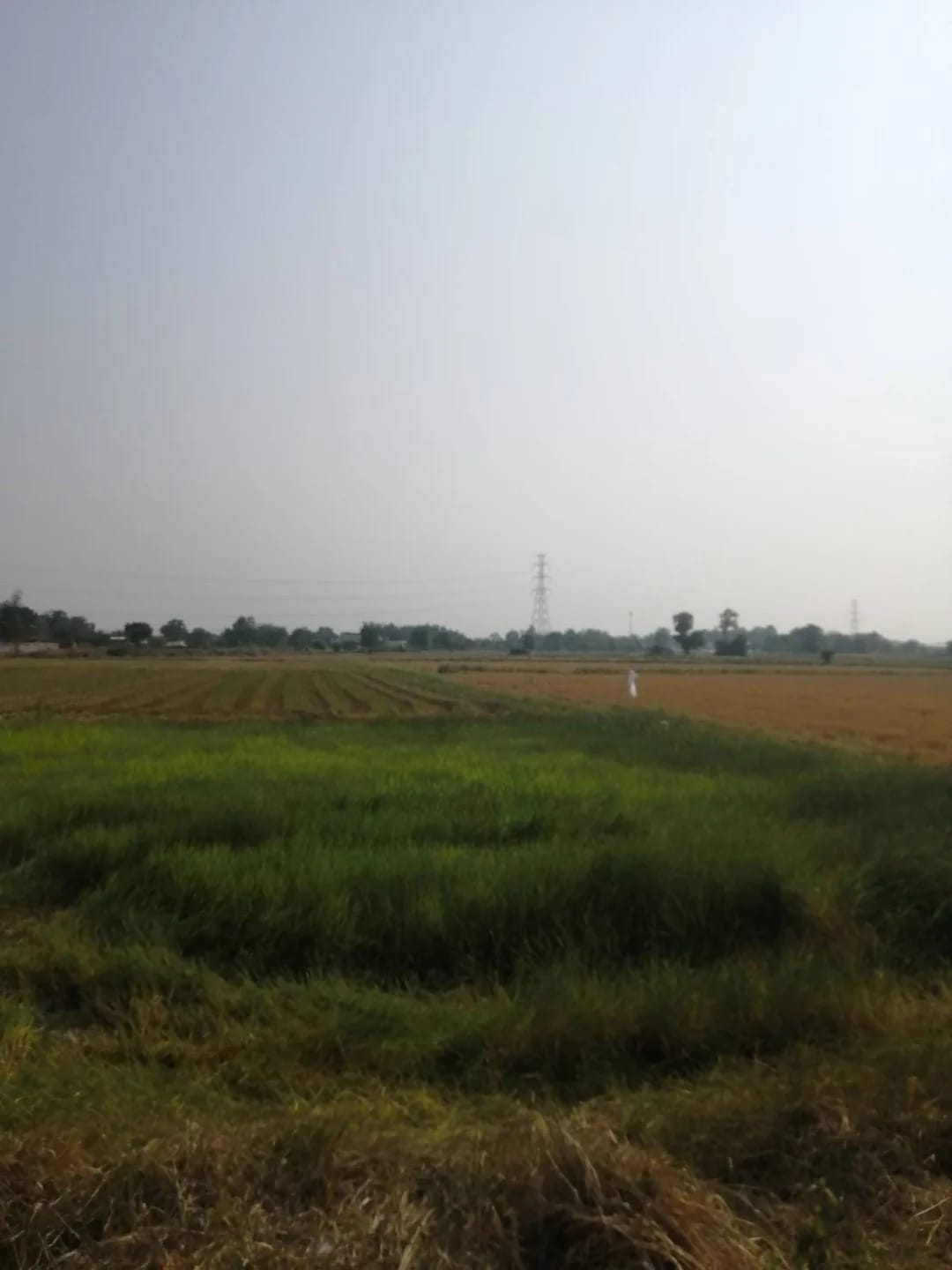 Land For Sale หัวรอ, เมืองพิษณุโลก, พิษณุโลก — photo 1