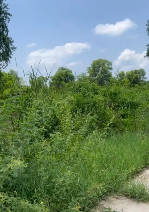 Land For Sale เนินฆ้อ, แกลง, ระยอง — photo 1