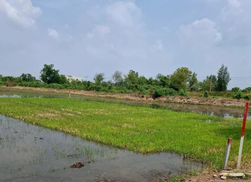 Land For Sale Khlong Yong, Phutthamonthon, Nakhon Pathom — photo 1